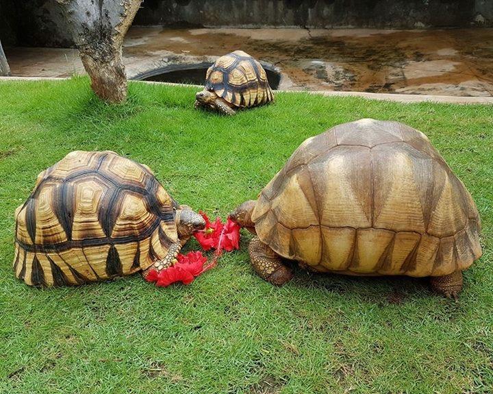 安哥洛卡龟真的难养到让人崩溃吗？