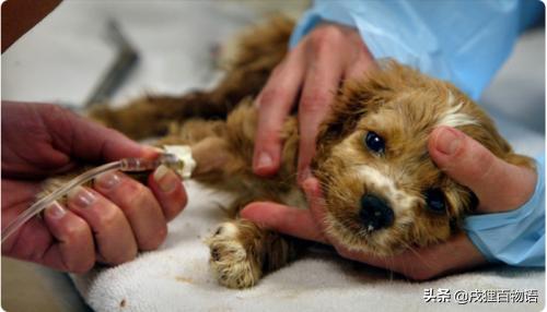 犬瘟热的临床症状有哪些？如何识别和应对犬瘟热