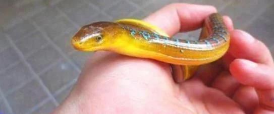 脆蛇蜥真的没有腿吗？揭秘这种神秘生物的生存之道