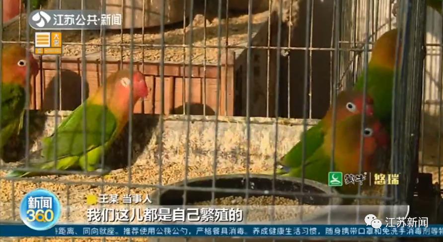 费氏情侣鹦鹉:你了解这种独特鹦鹉的特点吗? 费氏情侣鹦鹉:你了解这种独特鹦鹉的特点吗?