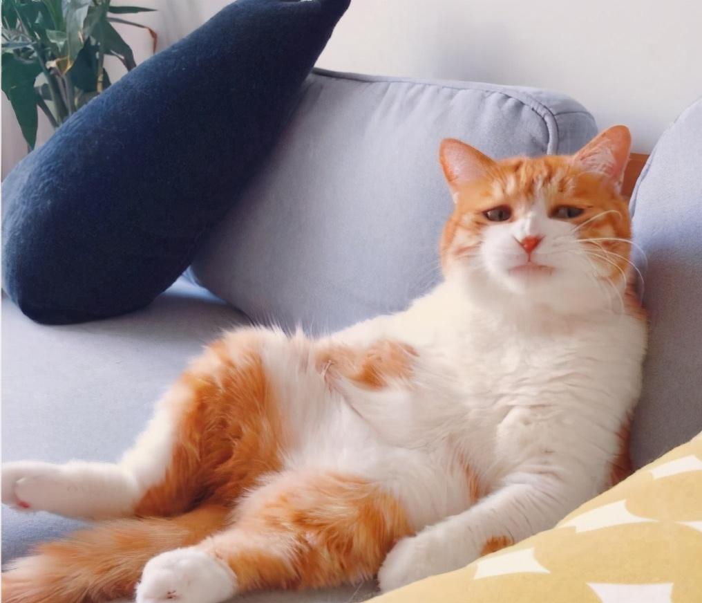 猫咪掉毛能把人逼疯吗？