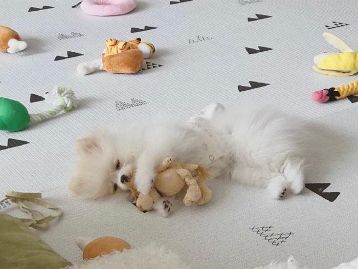 博美犬真的像棉花糖一样温顺吗？