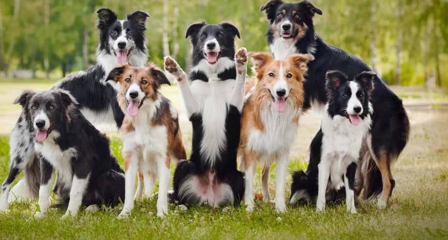 边境牧羊犬真的适合新手养吗？