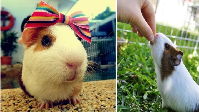 荷兰鼠真的适合新手饲养吗？