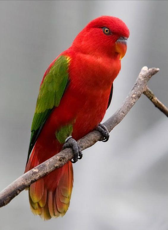 红色吸蜜鹦鹉真的适合新手饲养吗？