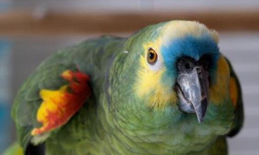 无花果鹦鹉真的适合新手养吗？