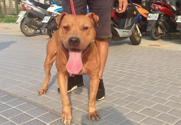 比特犬和藏獒打架谁会赢？