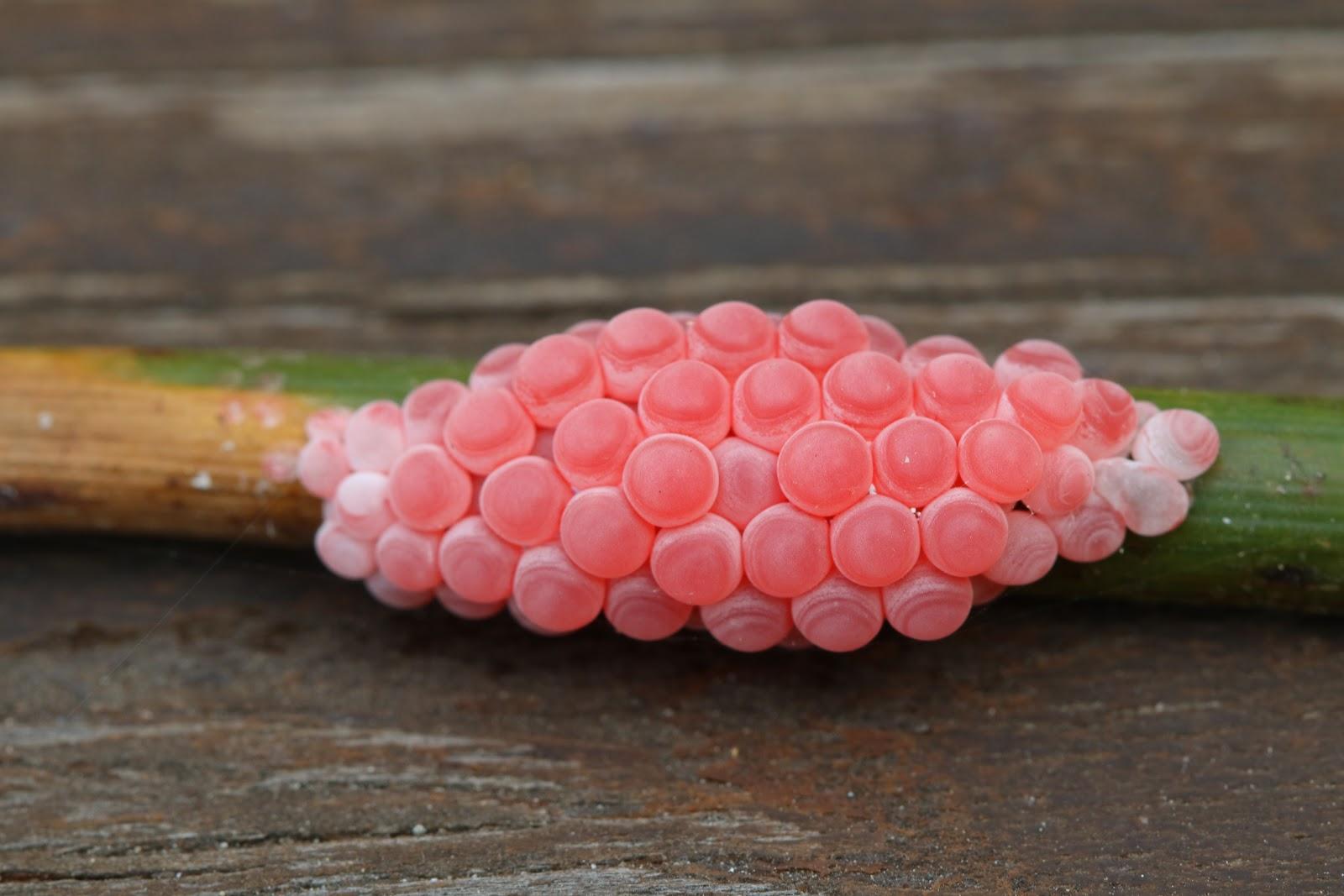 巴西彩龟怎么养才能活过三年？