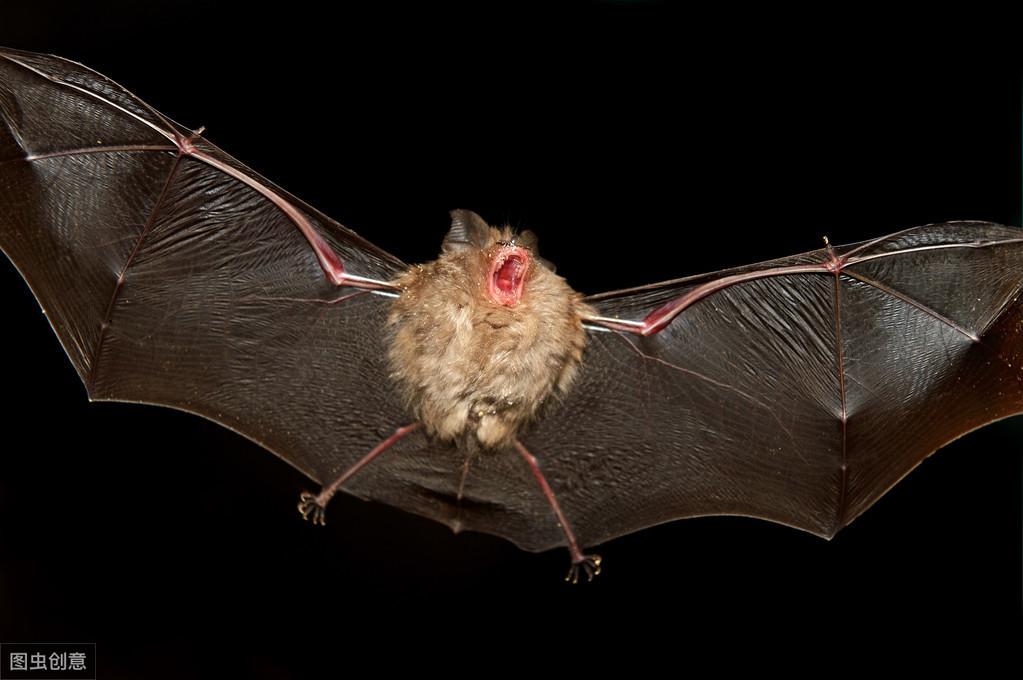 蝙蝠进家是福还是祸？