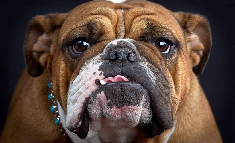 为什么说马士提夫獒犬是温柔的巨人？