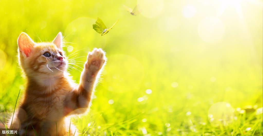 猫咪中毒急救方法：如何正确应对猫中毒的紧急情况