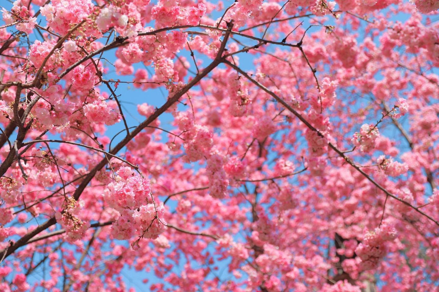 这坨行走的棉花糖到底是什么狗？