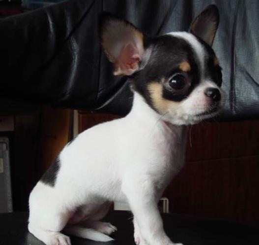 吉娃娃价格差10倍到底差在哪？