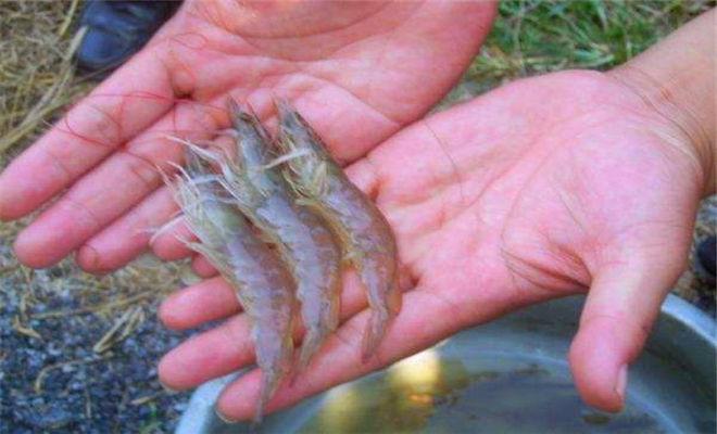 新手养南美白对虾真的能赚钱吗？