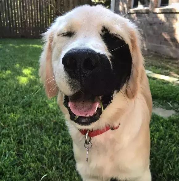 蝴蝶犬真的会像蝴蝶一样飞吗？