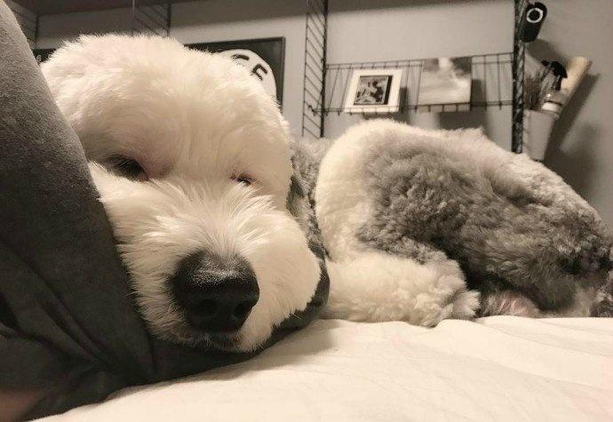 英国古代牧羊犬真的适合新手养吗？