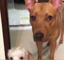 给狗子起名到底有多少学问？