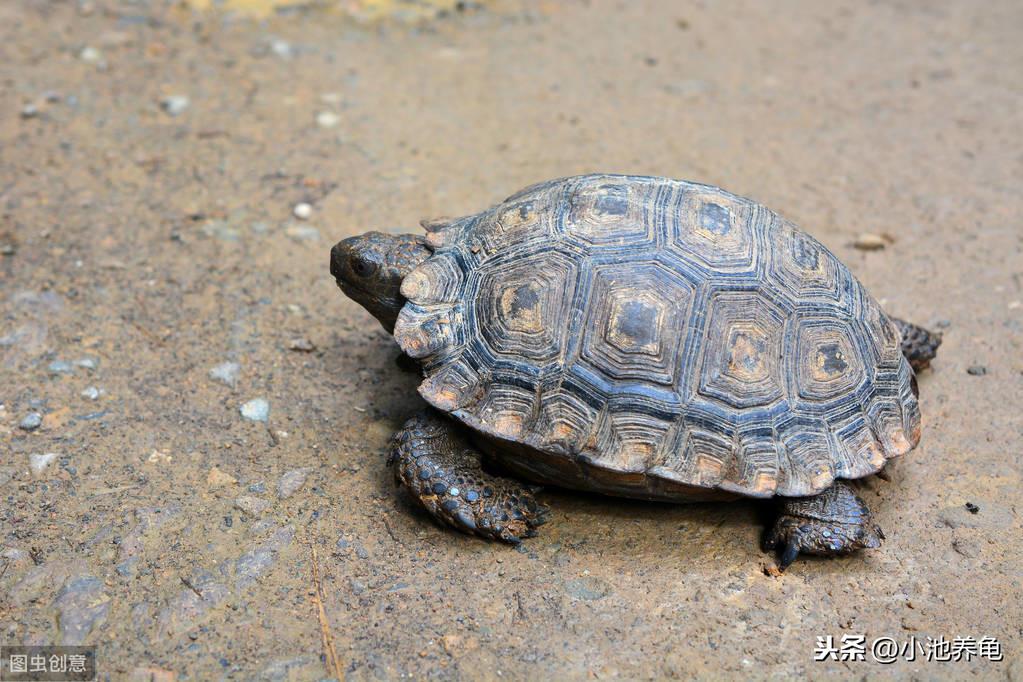 全面深入了解大鳄龟:形态特征、生活习性与饲养要点等介绍 全面深入了解大鳄龟:形态特征、生活习性与饲养要点等介绍
