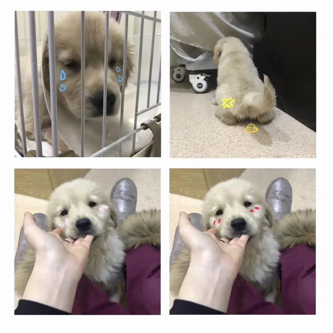 狗狗咳得停不下来?可能是这个要命的病! 狗狗咳得停不下来?可能是这个要命的病!