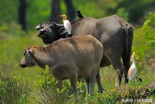 属牛人哪个月出生最好命？