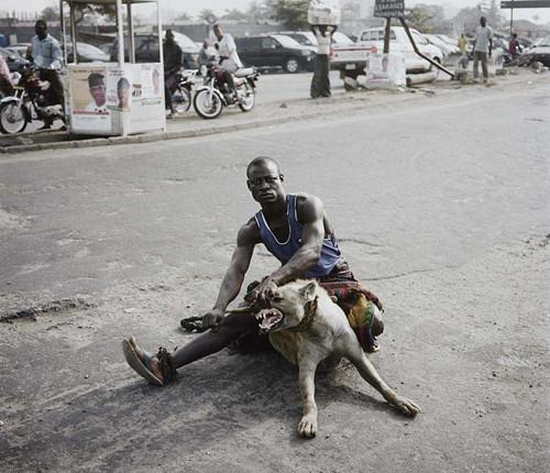 在北京养吉娃娃真的很难吗? 在北京养吉娃娃真的很难吗?