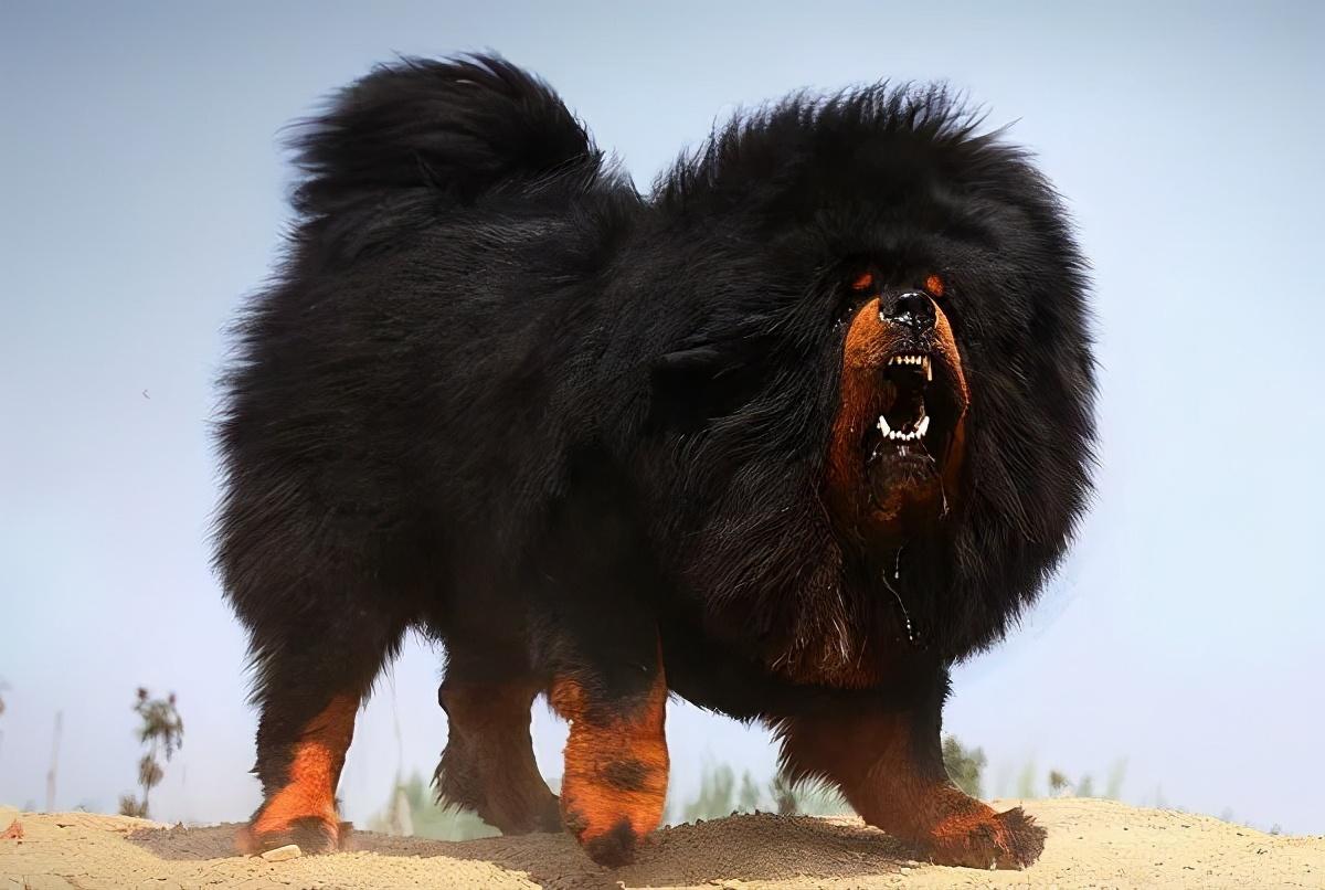 藏獒为何成不了警犬？揭秘藏獒不适合警犬工作的原因