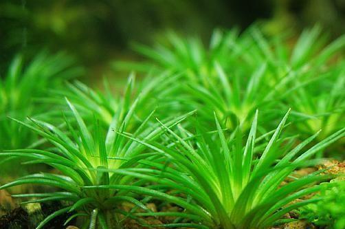 新手种前景草为什么总养不活？