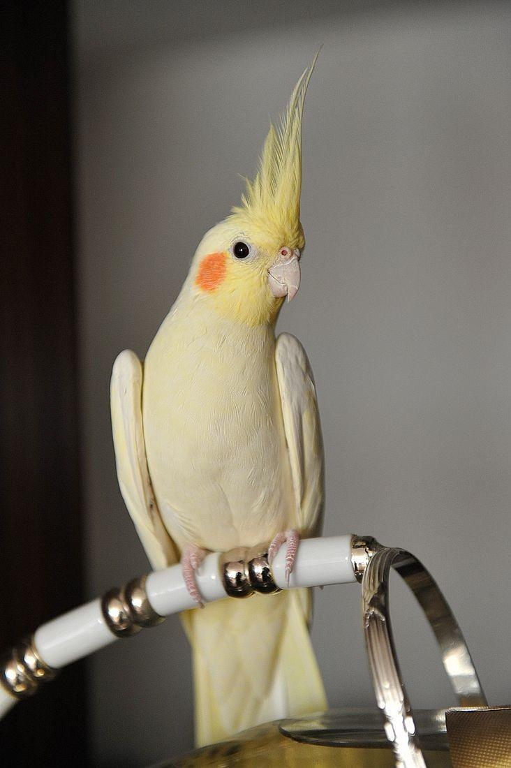 玄凤鹦鹉多少钱一只？