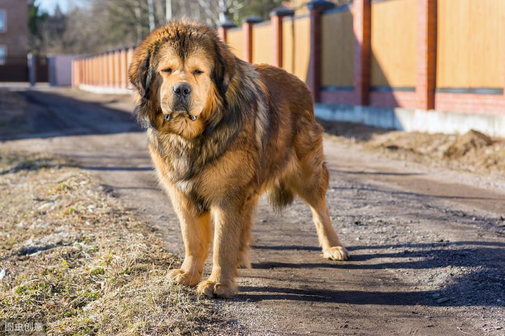 藏獒配种到底有多难? 藏獒配种到底有多难?