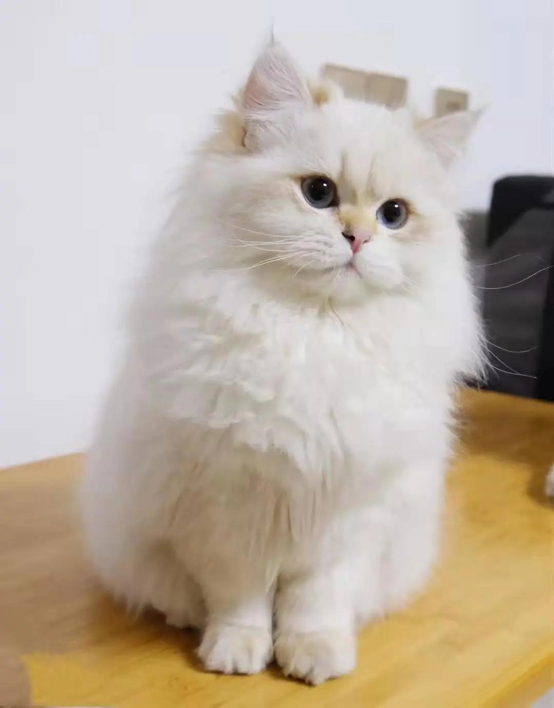 你家猫咪突然打喷嚏、拉肚子，可能不是普通感冒？