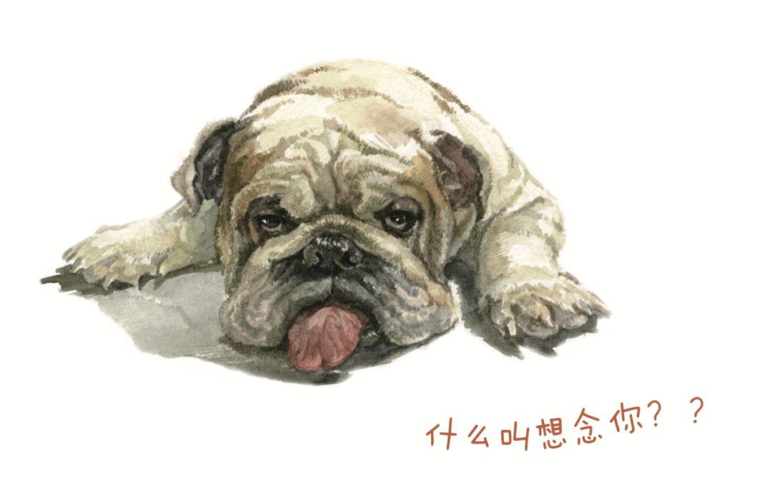 为什么说马士提夫獒犬是温柔的巨人？