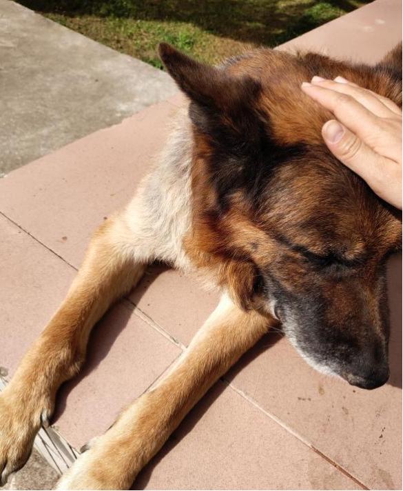 深入解析缉毒犬的训练：从挑选到专业技能培养全流程