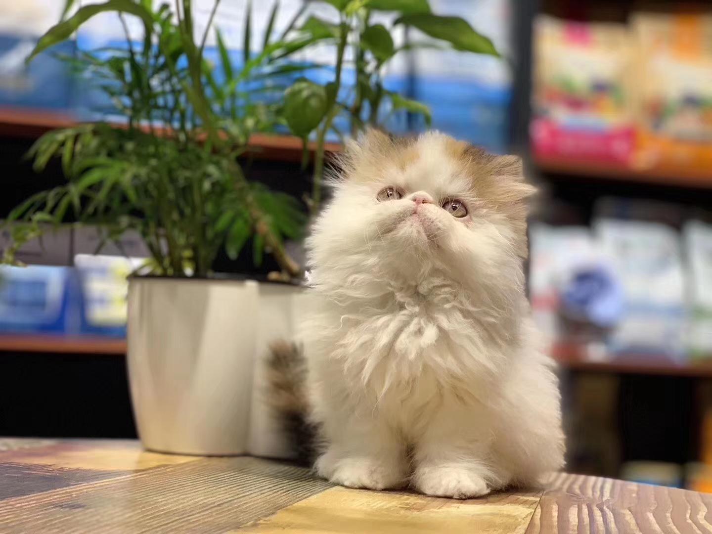 淘宝号快速升3心的5个实用技巧，轻松提升店铺信誉