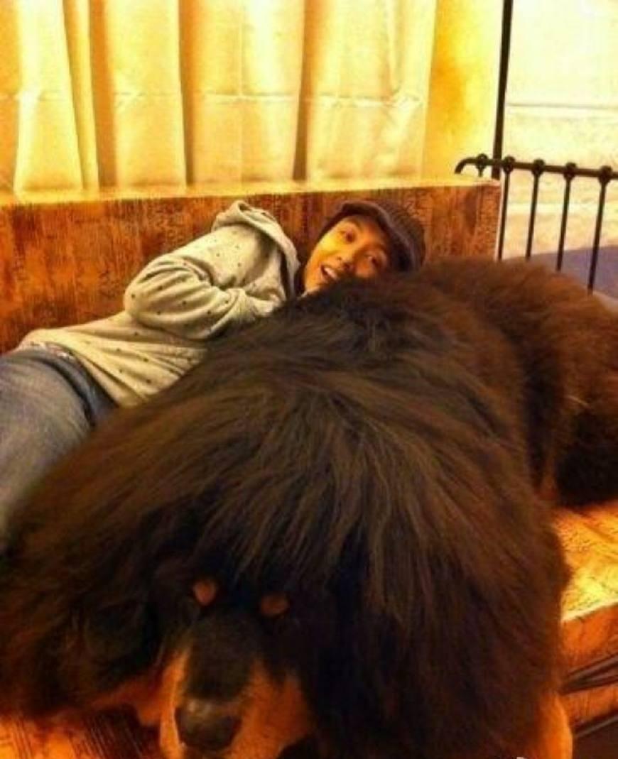 黄贯中的藏獒为什么能咬碎吉他？