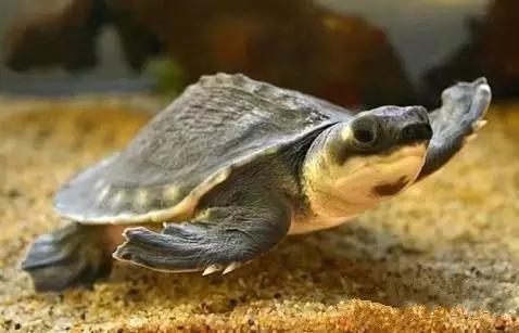 为什么别人的猪鼻龟能活20年，你的却总生病？