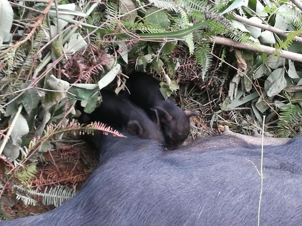 香猪养殖真的能在家轻松赚钱吗？