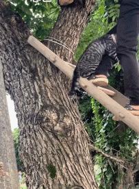 刚入坑猫咪猎手完全摸不着头脑？