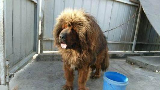 藏獒和狼打架谁会赢? 藏獒和狼打架谁会赢?