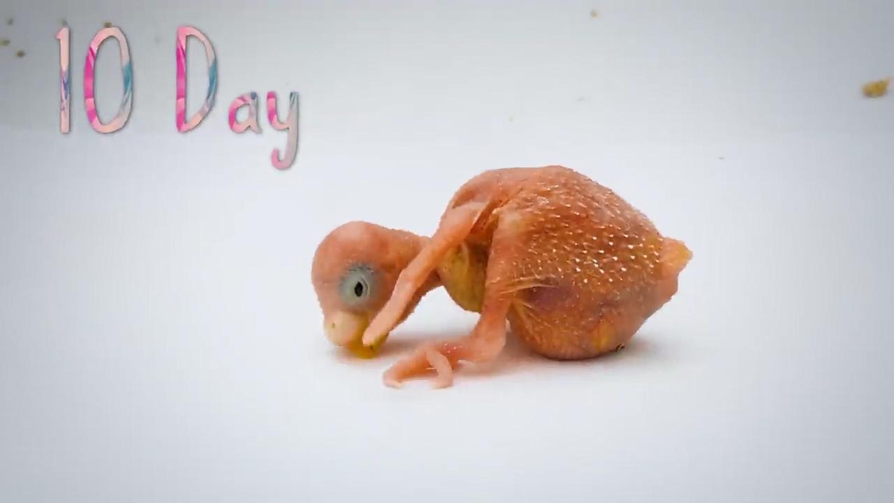 虎皮鹦鹉下蛋不会孵？手残党也能搞定的孵化箱攻略来啦！