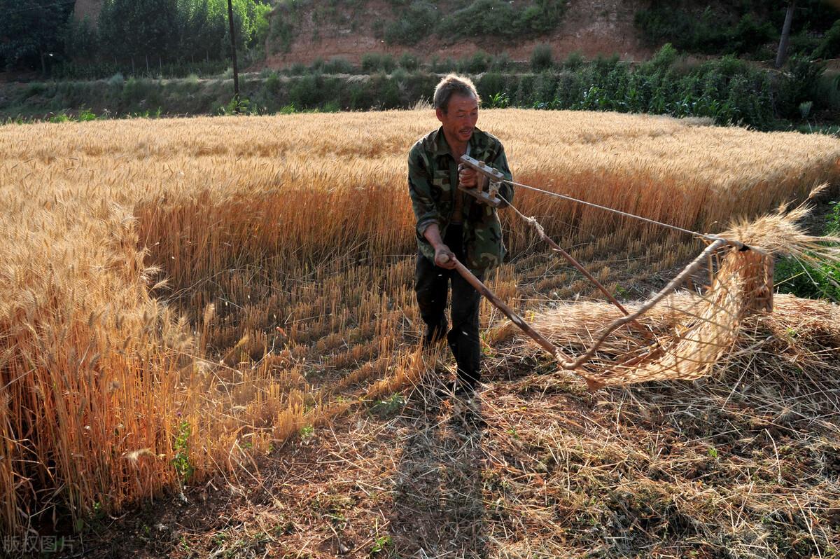 想养蛇又怕被咬?白条锦蛇到底适不适合新手? 想养蛇又怕被咬?白条锦蛇到底适不适合新手?