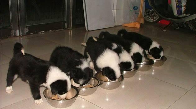 边境牧羊犬驱虫指南：有效方法与注意事项详解