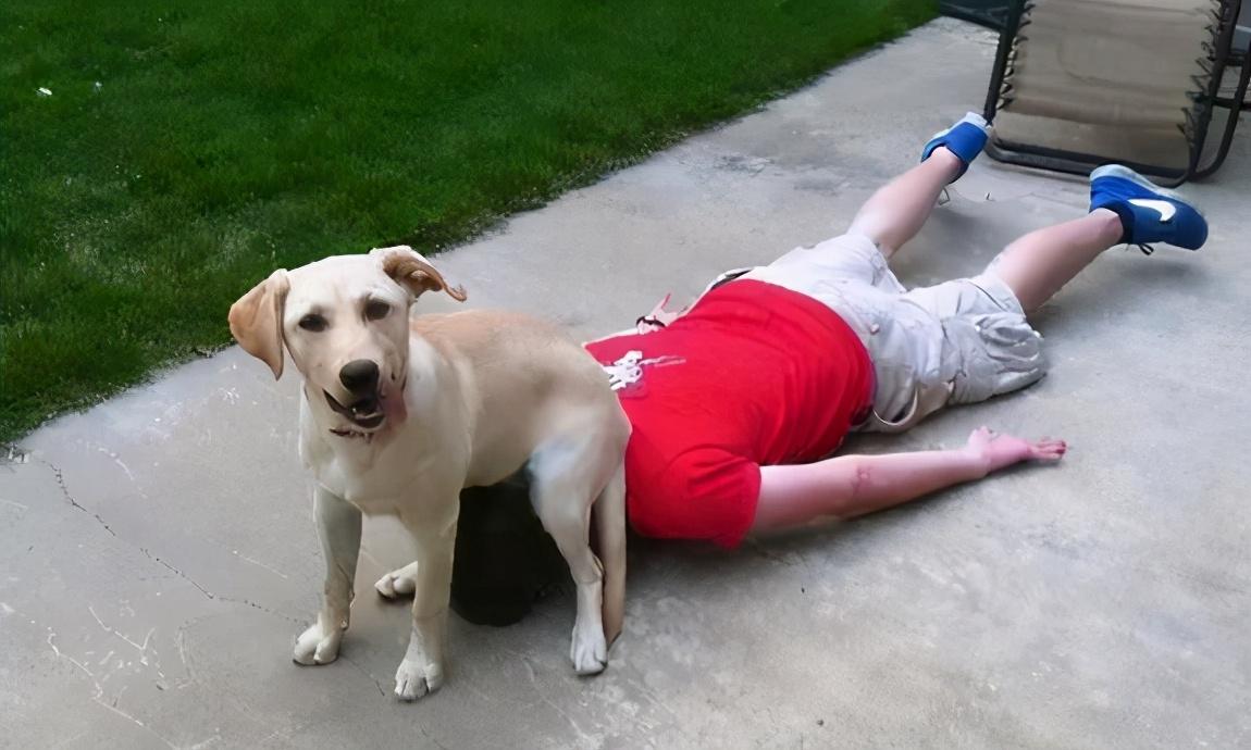 腊肠犬到底要花多少钱才能养明白？