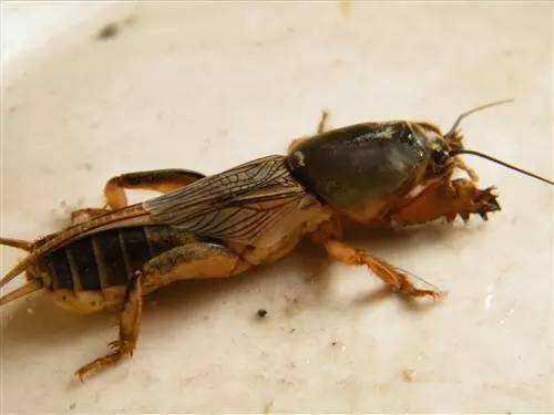 蝼蛄到底是害虫还是益虫？看完这篇你就懂了