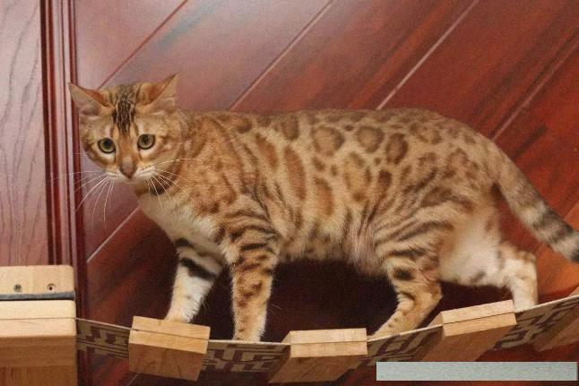 孟加拉猫真的适合新手养吗？