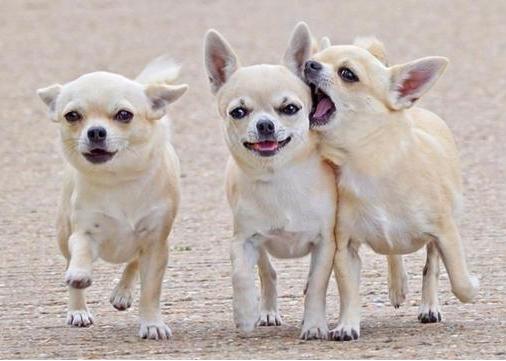 在北京养吉娃娃真的很难吗? 在北京养吉娃娃真的很难吗?