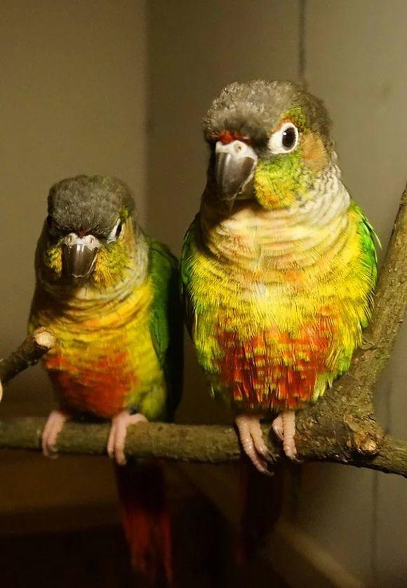 暗色鹦鹉真的适合新手饲养吗？