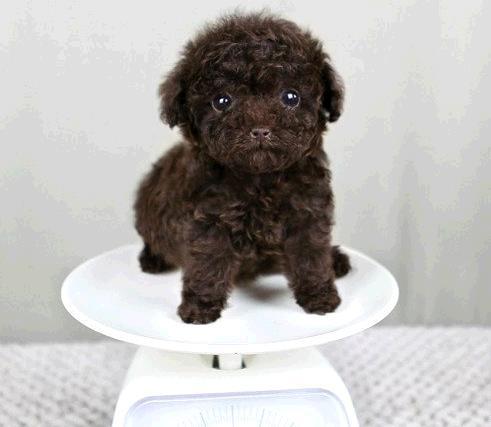 茶杯贵宾犬到底多少钱一只？