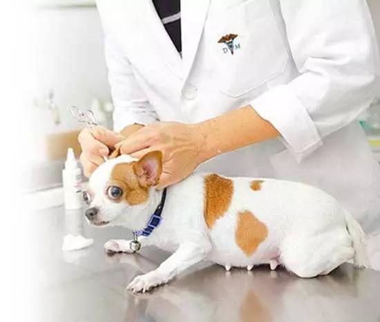 给狗狗美容到底要花多少钱? 给狗狗美容到底要花多少钱?