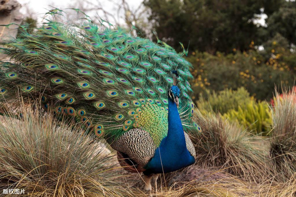 为什么这些动物能同时拥有两性特征？