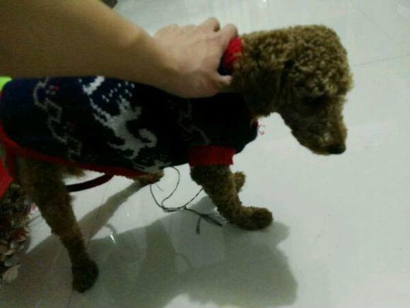 淘宝免费代理到底能不能月入过万？